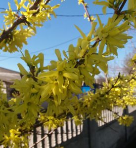 Pantarea arborilor pe terenul instituţiei.