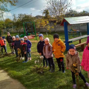 Flori de toamnă și anume frumoasele CRIZANTEME