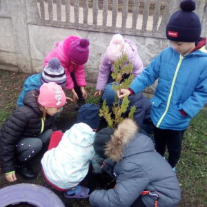 Am primit în dar de la primăria Hiliuți un copac de Brad și unul de Stejar Roșu