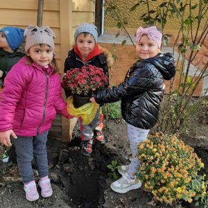 Plantarea crizantemelor pe terenul grupei