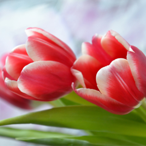 Sărbătoarea Frumuseţei , 8 martie